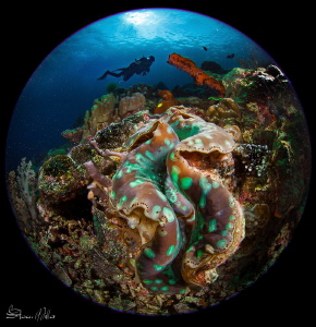 Never seen green before by Steven Miller 